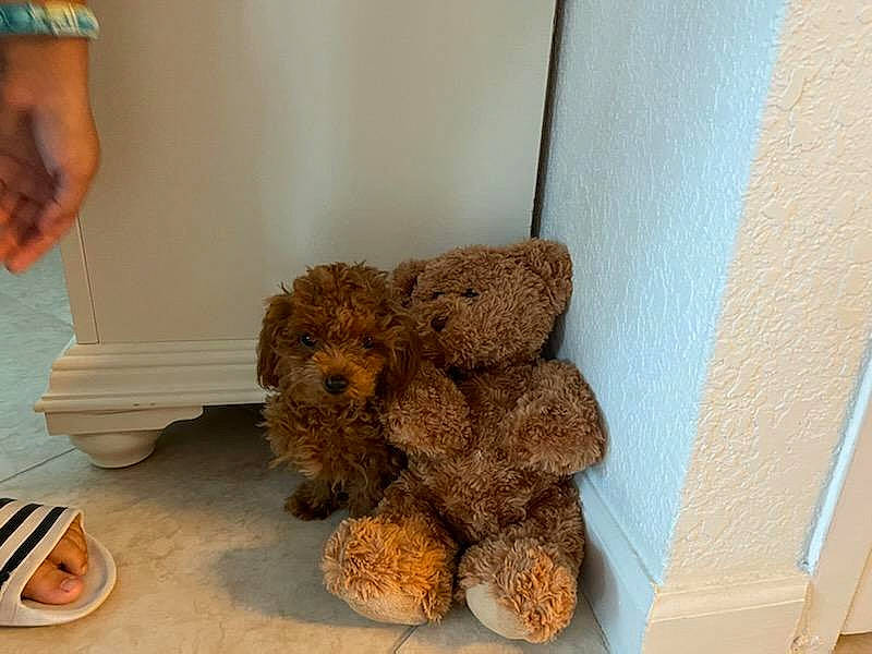 Angelina joined the competition — help win amazing prizes! canidae, companion_dog, dog, dog_breed, flooring, fur, hardwood, plush, room, sporting_group, stuffed_toy, tableware, teddy_bear, toy, toy_dog, water_dog, wood