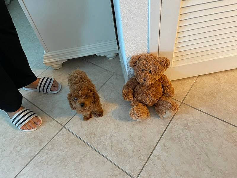 Angelina is registered to the contest to win money with this photo: canidae, carnivore, companion_dog, dog, dog_breed, fawn, floor, flooring, foot, human_leg, mammal, pattern, sporting_group, stuffed_toy, sunglasses, teddy_bear, toy, toy_dog, water_dog, wood