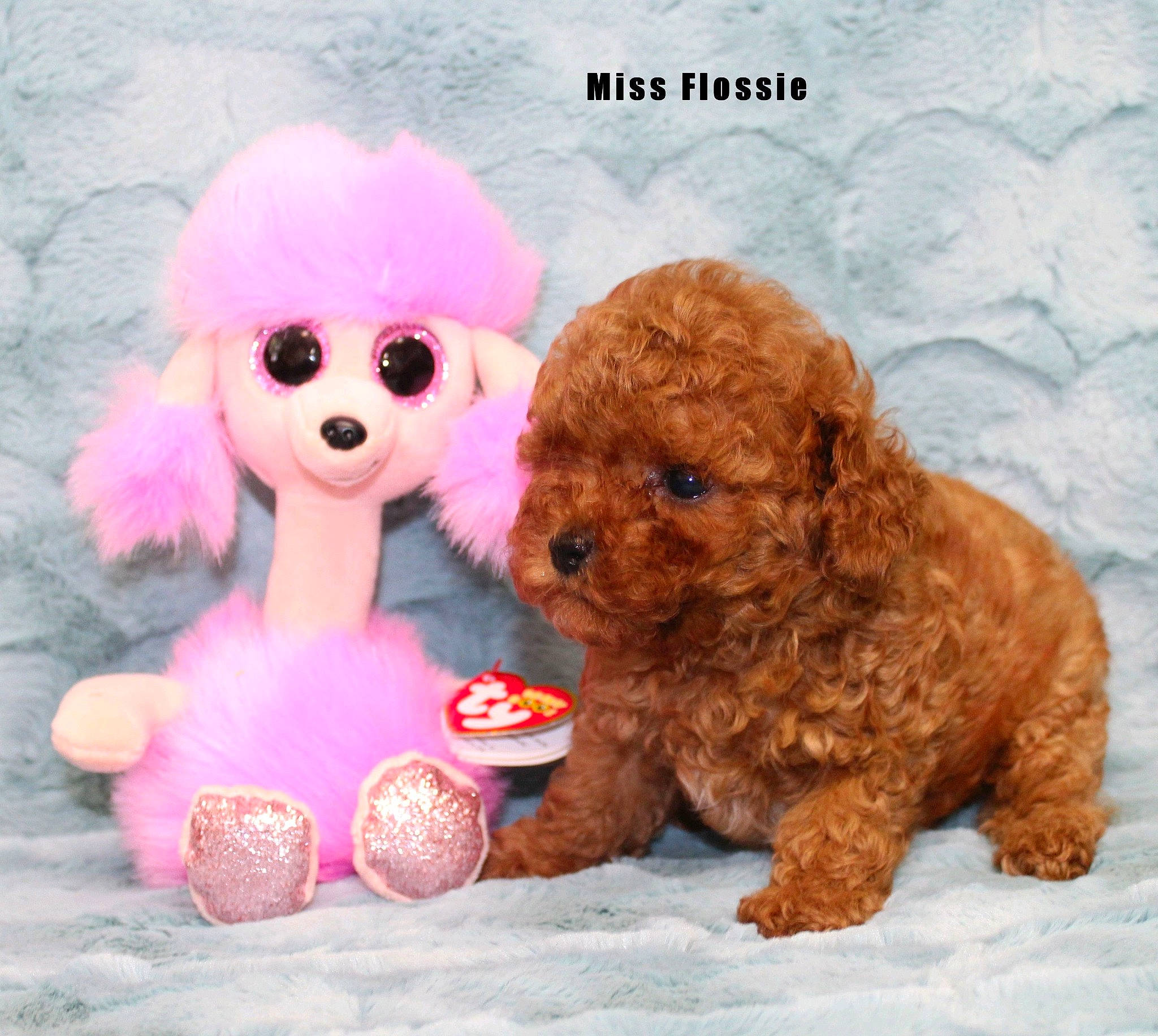 Angelina joined the competition — help win amazing prizes! carnivore, companion_dog, dog, doll, eyewear, fawn, font, glasses, goggles, happy, magenta, mammal, pink, plush, stuffed_toy, sunglasses, textile, toy, vertebrate, wig