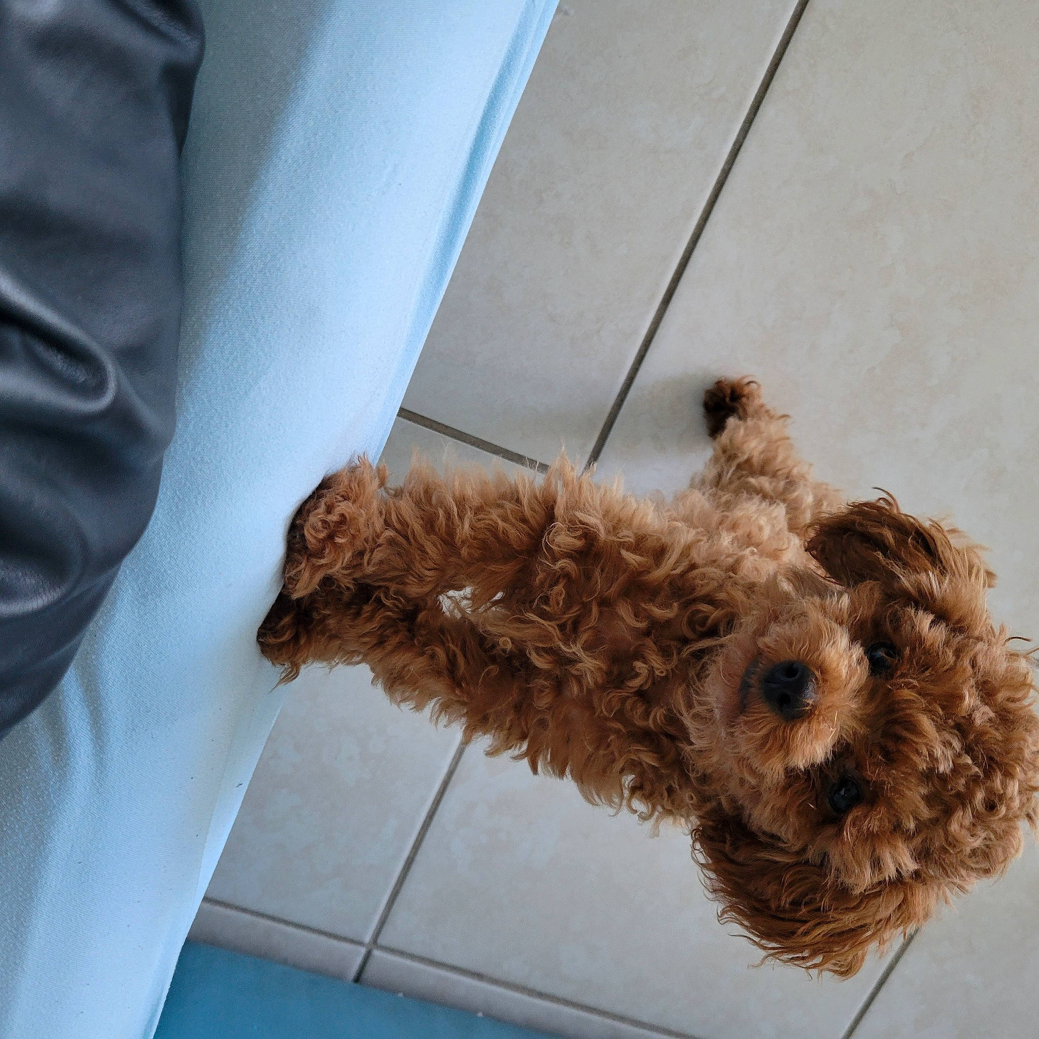 Angelina joined the competition — help win amazing prizes! canidae, carnivore, companion_dog, dog, dog_breed, dog_supply, fawn, fur, labradoodle, liver, pet_supply, poodle, snout, sporting_group, tail, terrestrial_animal, terrier, toy_dog, water_dog, working_animal