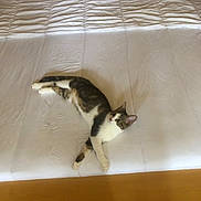 Mimine a rejoint le concours — aidez-le/la à gagner de superbes lots ! animal, bed, bedroom, blanket, cat, cushion, drawer, furniture, homedecor, indoors, interiordesign, kitten, manx, mattress, person, pet, quilt, room, sleeping, wood