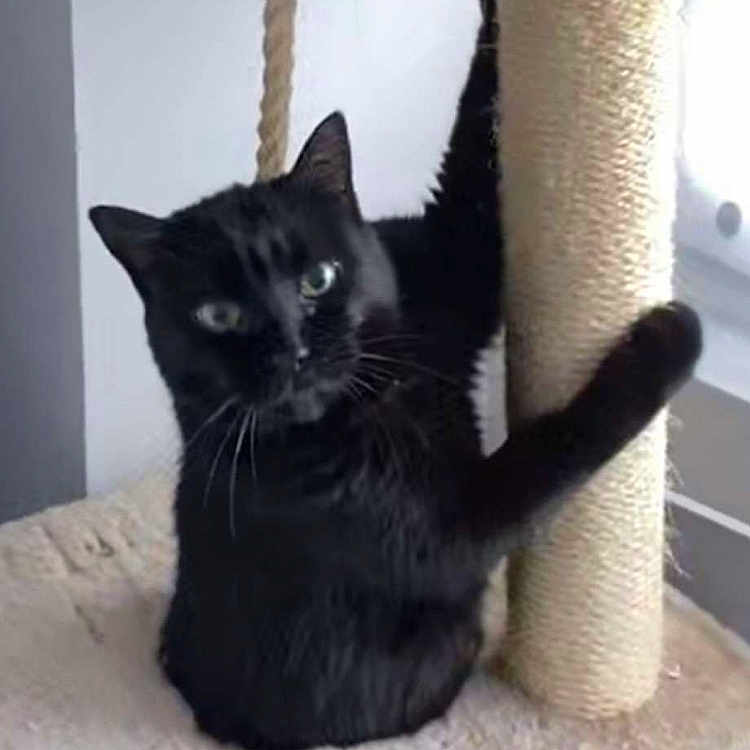 Shookie a rejoint le concours — aidez-le/la à gagner de superbes lots ! animal, black_cat, cat, cat_tree, climbing, cozy, curious, cute, domestic, ears, feline, fur, home, indoor, looking, pet, scratching_post, soft_texture, vertical, whiskers