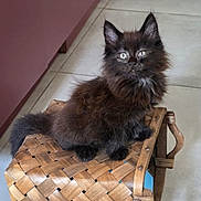Alya participe au concours pour gagner de l'argent avec cette photo : animal, basket, black_cat, cat, curious, cute, domestic_cat, ears, floor_tile, fur, furry, home, indoor, kitchen, kitten, pet, small, tail, whiskers, woven_basket