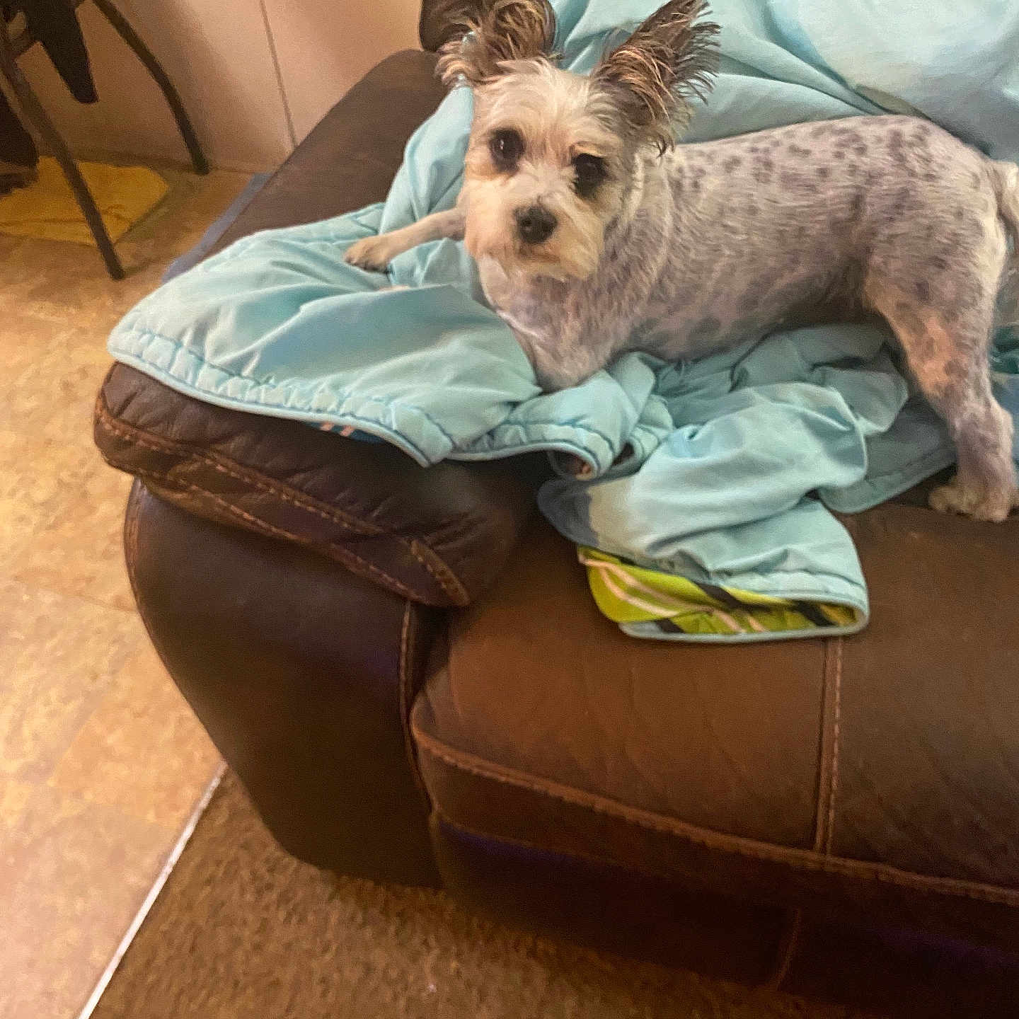 Prettyugly is registered to the contest to win money with this photo: dog, small_dog, spotted_coat, fluffy_ears, blanket, blue_blanket, leather_couch, brown_couch, indoor, floor, carpet, furniture, pet, animal, looking_at_camera, cozy, home, relaxed, curious, domestic