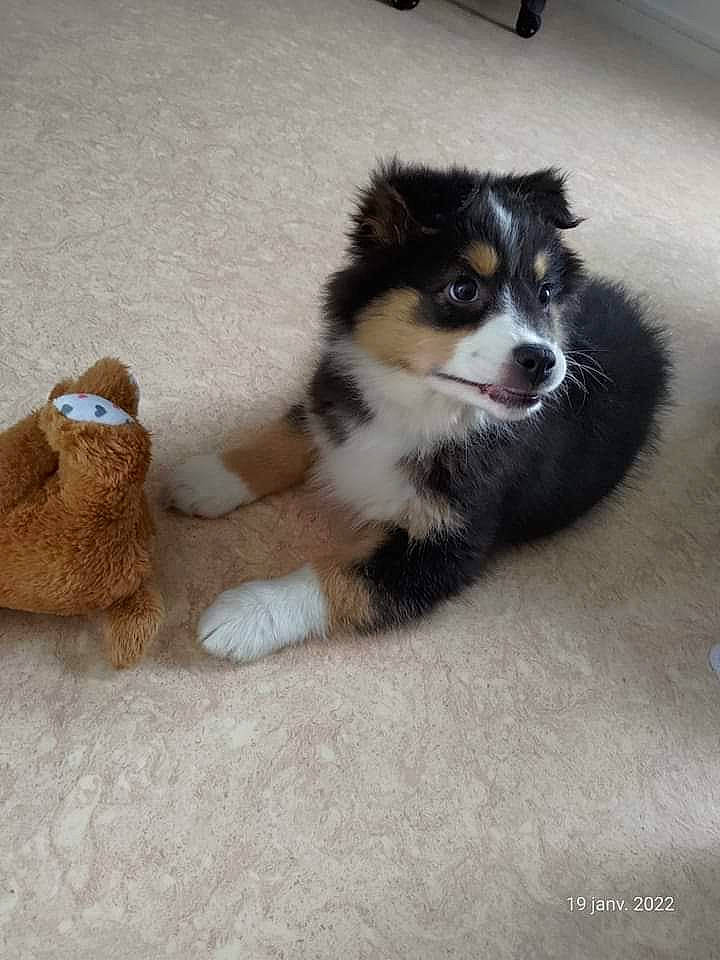 Saïka a rejoint le concours — aidez-le/la à gagner de superbes lots ! canidae, carnivore, companion_dog, corgi_chihuahua, dog, dog_breed, fawn, fur, herding_dog, non_sporting_group, paw, snout, sporting_group, stuffed_toy, tail, terrestrial_animal, toy, toy_dog, working_animal, working_dog