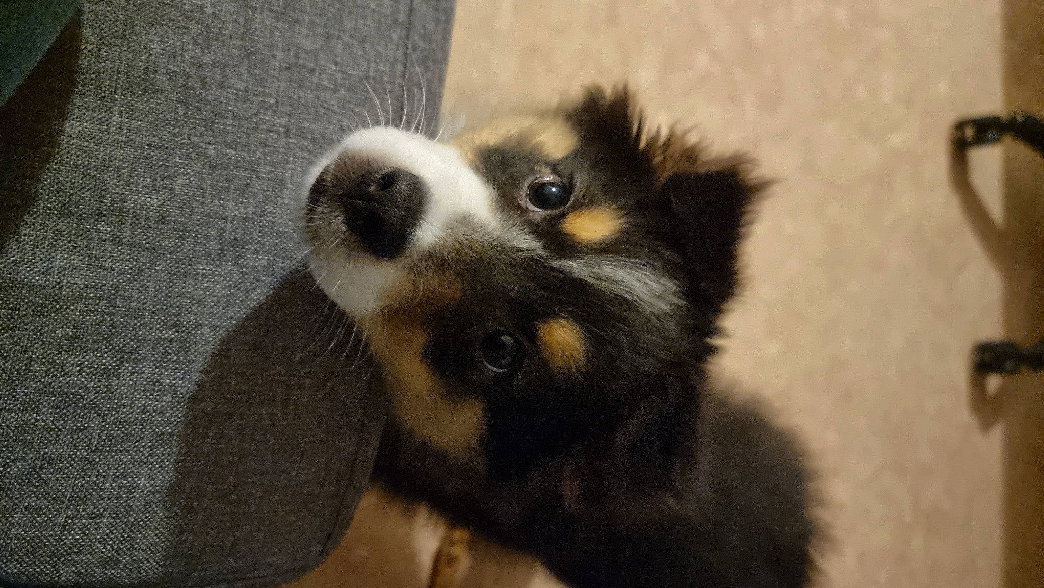 Saïka participe au concours pour gagner de l'argent avec cette photo : canidae, carnivore, companion_dog, dog, dog_breed, fawn, fur, non_sporting_group, sporting_group, terrestrial_animal, toy_dog, whiskers, working_dog