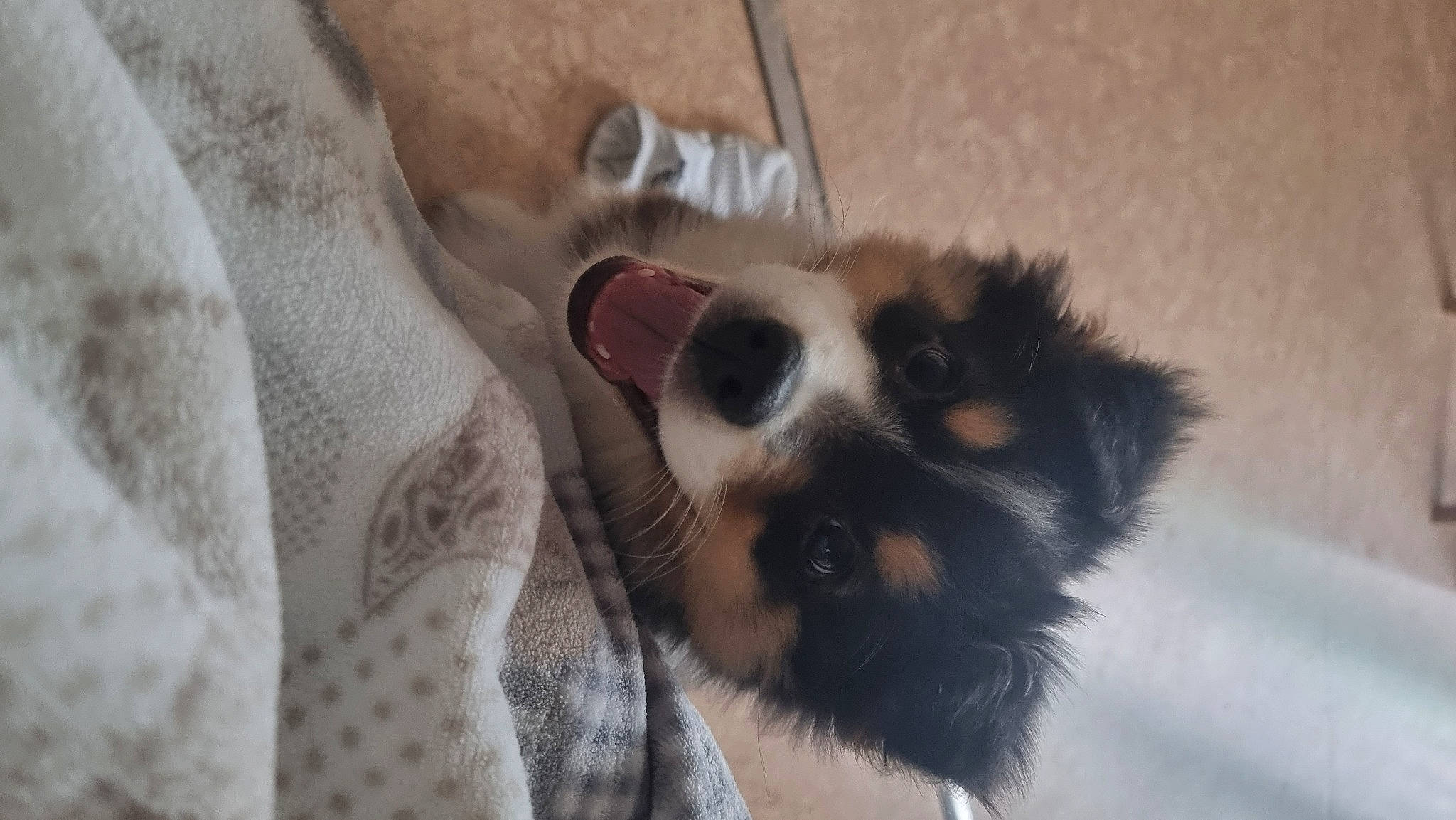 Saïka a rejoint le concours — aidez-le/la à gagner de superbes lots ! carnivore, claw, comfort, companion_dog, dog, dog_breed, dog_supply, fawn, fur, linens, paw, pet_supply, puppy, snout, sporting_group, tail, terrestrial_animal, toy_dog, whiskers, working_dog