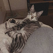 Willow a rejoint le concours — aidez-le/la à gagner de superbes lots ! animal, blanket, cat, cozy, feline, floor_lamp, gray_pants, home, indoor, living_room, paw, person, pet, relaxed, sleepy, striped, tabby, tail, television, tile_floor