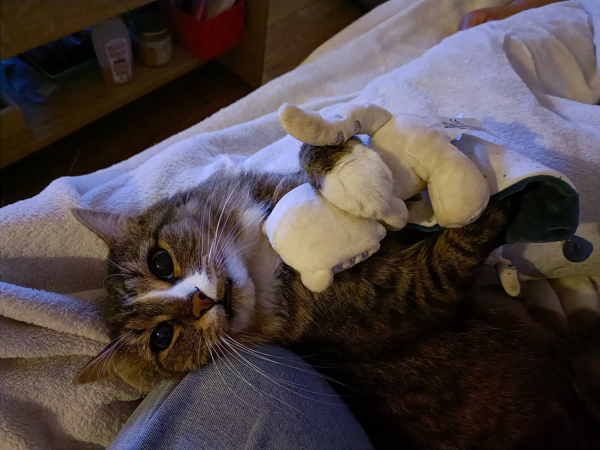 Loki a rejoint le concours — aidez-le/la à gagner de superbes lots ! bed, carnivore, carton, cat, claw, comfort, domestic_short_haired_cat, fawn, felidae, fur, linens, nap, paw, shipping_box, small_to_medium_sized_cats, snout, tail, tree, whiskers, wood