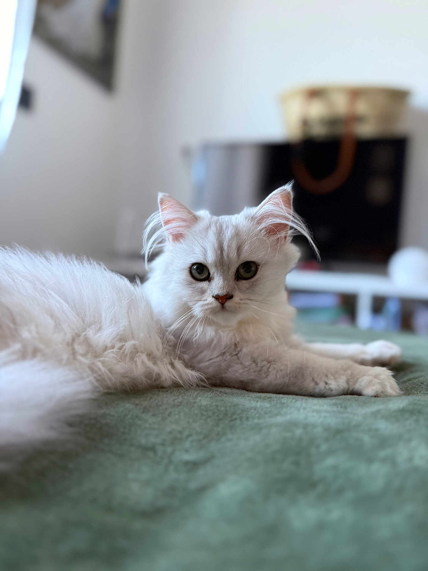 Alia