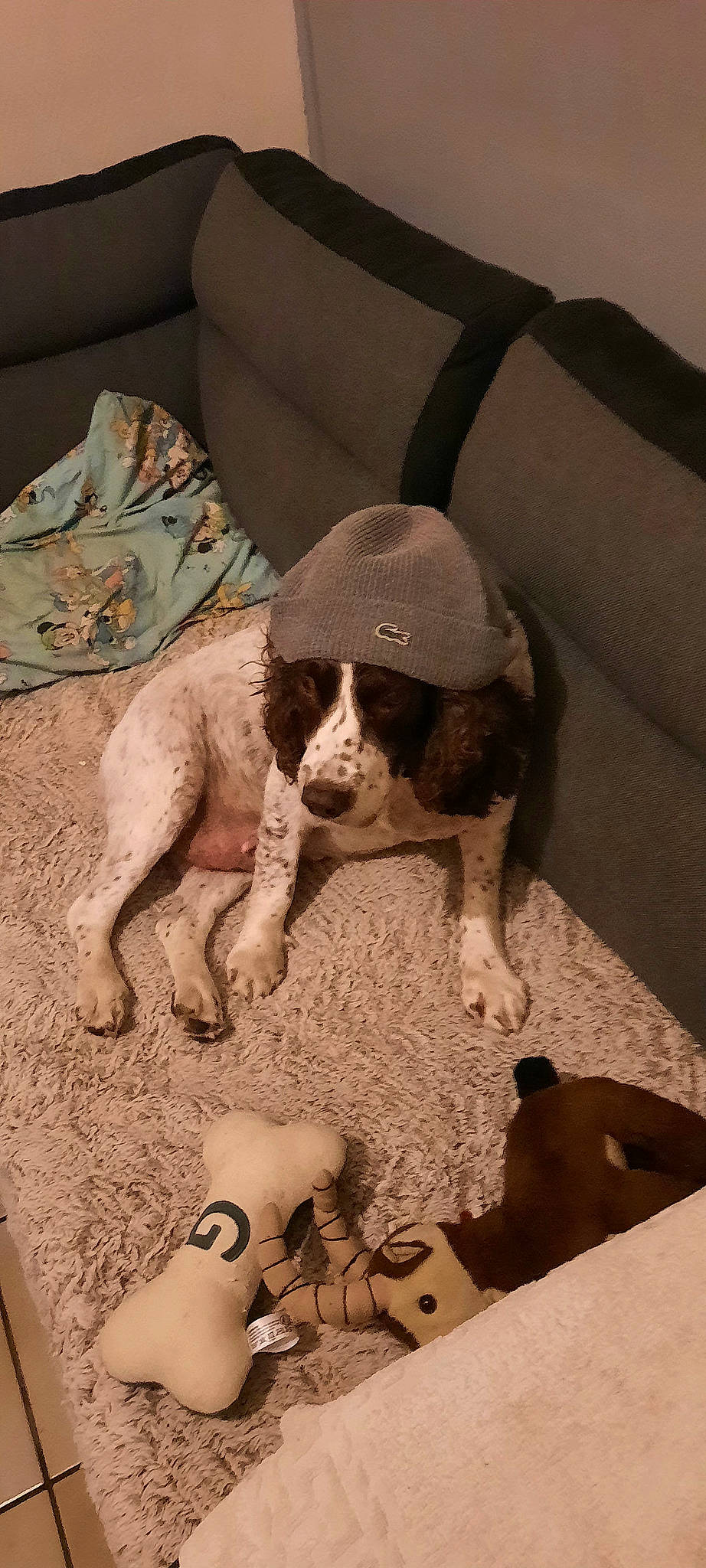 Gandja participe au concours pour gagner de l'argent avec cette photo : bored, braque_francais, canidae, carnivore, comfort, companion_dog, couch, dog, dog_breed, fawn, fur, gun_dog, liver, non_sporting_group, pattern, snout, spaniel, sporting_group, toy, working_animal