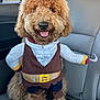 dog, poodle, pirate_costume, costume, backseat, car_interior, leather_seat, seatbelt, curly_fur, tongue_out, smiling, pet, animal, accessory, hook, collar, window, daylight, brown, cute