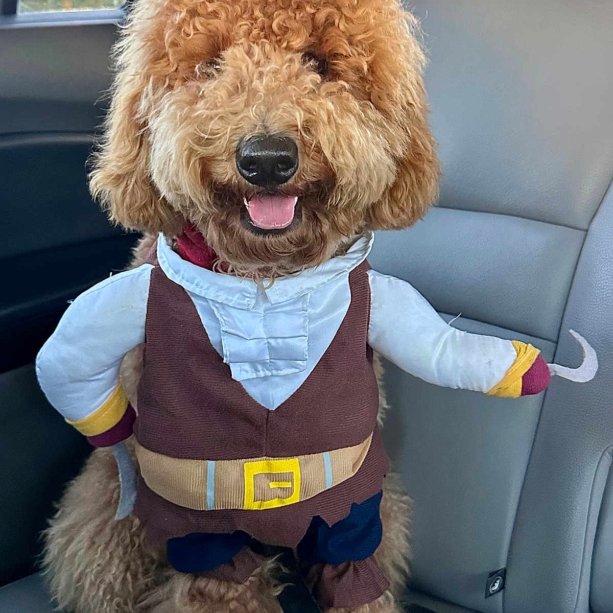 Trisket joined the competition — help win amazing prizes! accessory, animal, backseat, brown, car_interior, collar, costume, curly_fur, cute, daylight, dog, hook, leather_seat, pet, pirate_costume, poodle, seatbelt, smiling, tongue_out, window