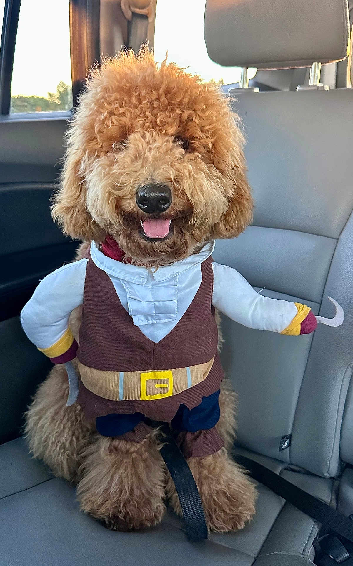 Trisket joined the competition — help win amazing prizes! dog, poodle, pirate_costume, costume, backseat, car_interior, leather_seat, seatbelt, curly_fur, tongue_out, smiling, pet, animal, accessory, hook, collar, window, daylight, brown, cute