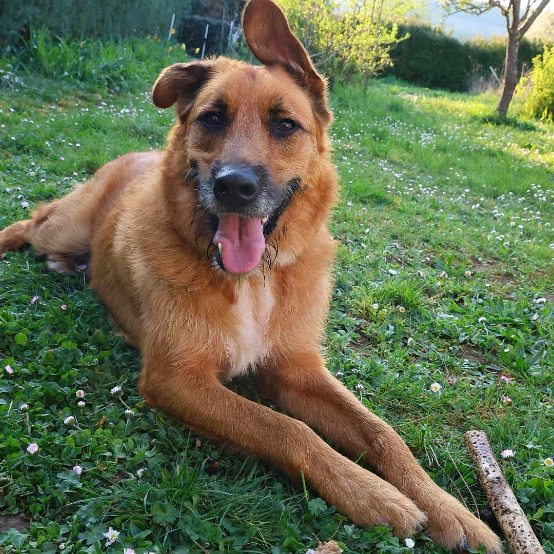 Rox a rejoint le concours — aidez-le/la à gagner de superbes lots ! animal, canine, dog, ears, flower, fur, grass, greenery, happy, muzzle, nature, outdoor, park, pet, playful, relaxed, stick, summer, sunlight, tongue_out