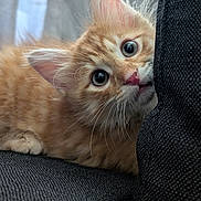 Yumiko participe au concours pour gagner de l'argent avec cette photo : kitten, cat, orange_cat, pet, feline, fluffy, whiskers, pink_nose, curious, cute, indoor, couch, cushion, closeup, soft_light, young_animal, playful, fur, domestic_cat, animal