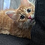 kitten, cat, orange_cat, pet, feline, fluffy, whiskers, pink_nose, curious, cute, indoor, couch, cushion, closeup, soft_light, young_animal, playful, fur, domestic_cat, animal