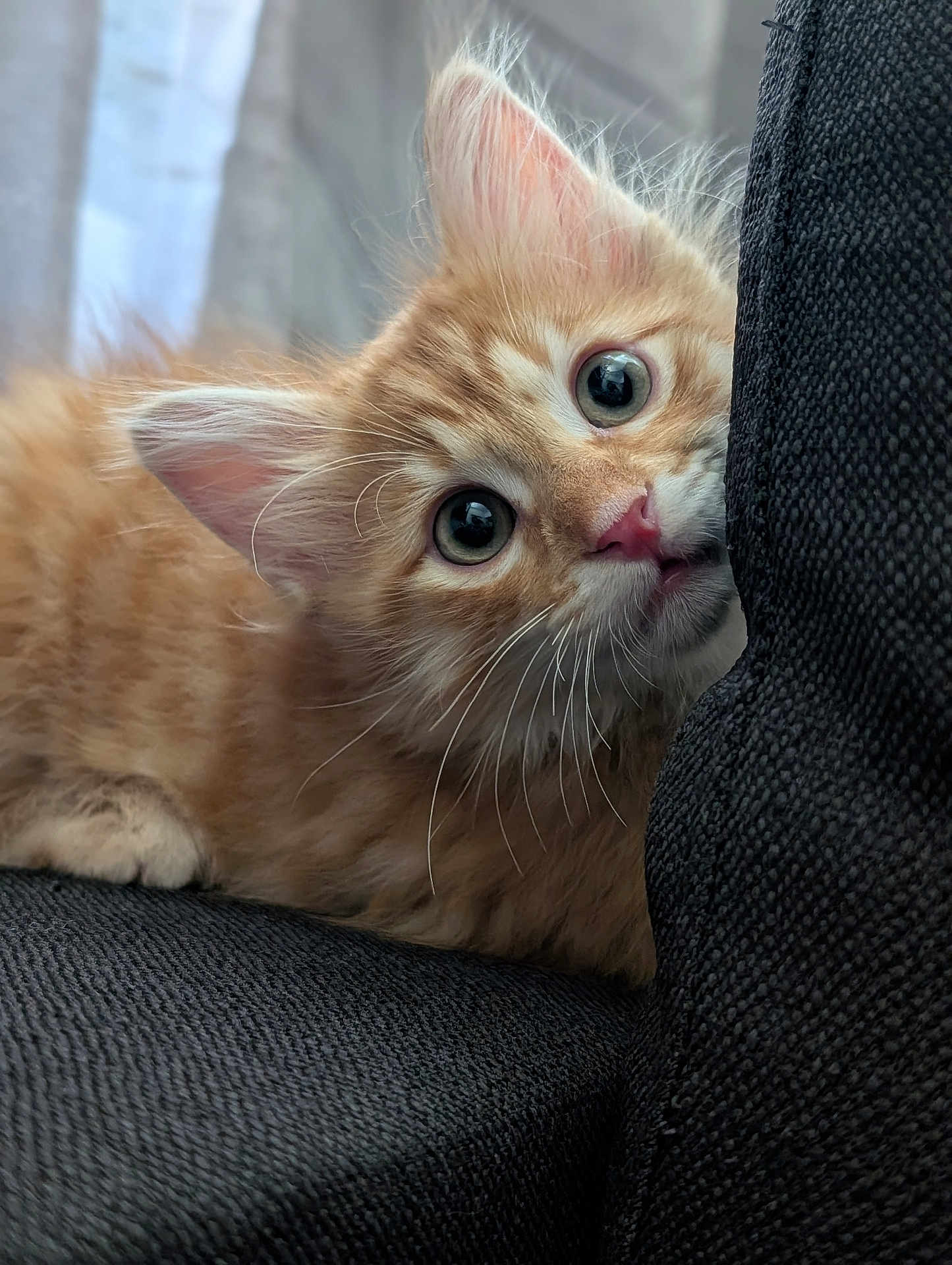 Yumiko participe au concours pour gagner de l'argent avec cette photo : kitten, cat, orange_cat, pet, feline, fluffy, whiskers, pink_nose, curious, cute, indoor, couch, cushion, closeup, soft_light, young_animal, playful, fur, domestic_cat, animal
