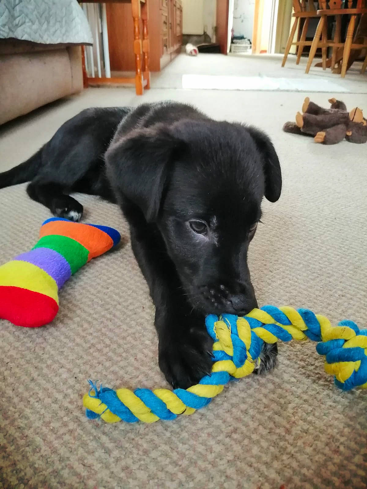 Willow is registered to the contest to win money with this photo: cabinetry, carnivore, chair, collar, companion_dog, dog, dog_breed, dog_collar, dog_supply, dog_toy, fawn, floor, flooring, hardwood, paw, pet_supply, snout, tail, wood, working_animal