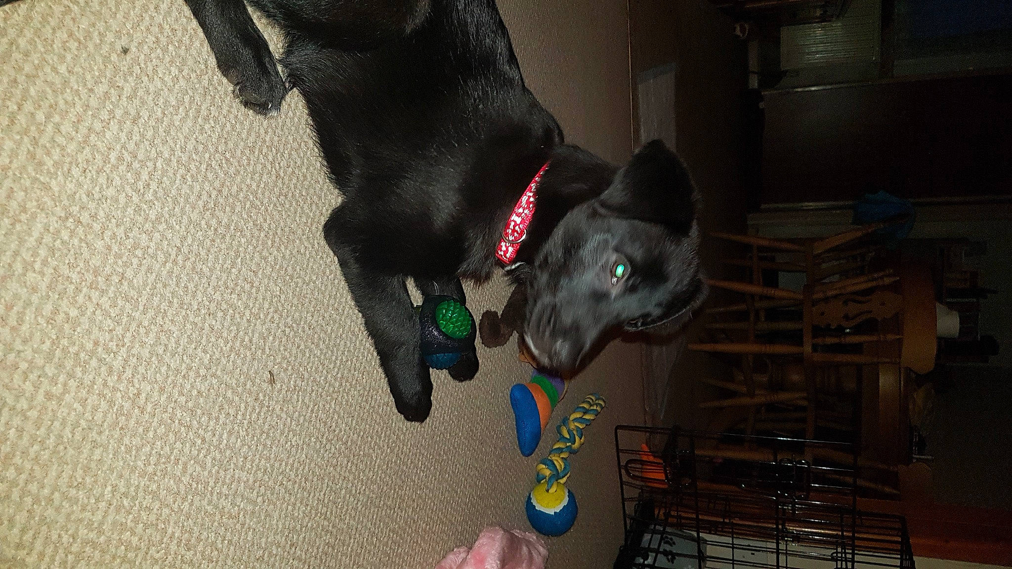 Willow is registered to the contest to win money with this photo: canidae, carmine, carnivore, collar, companion_dog, dog, dog_breed, dog_collar, dog_supply, fawn, foot, fur, guard_dog, human_leg, pet_supply, snout, sporting_group, tail, whiskers, working_animal