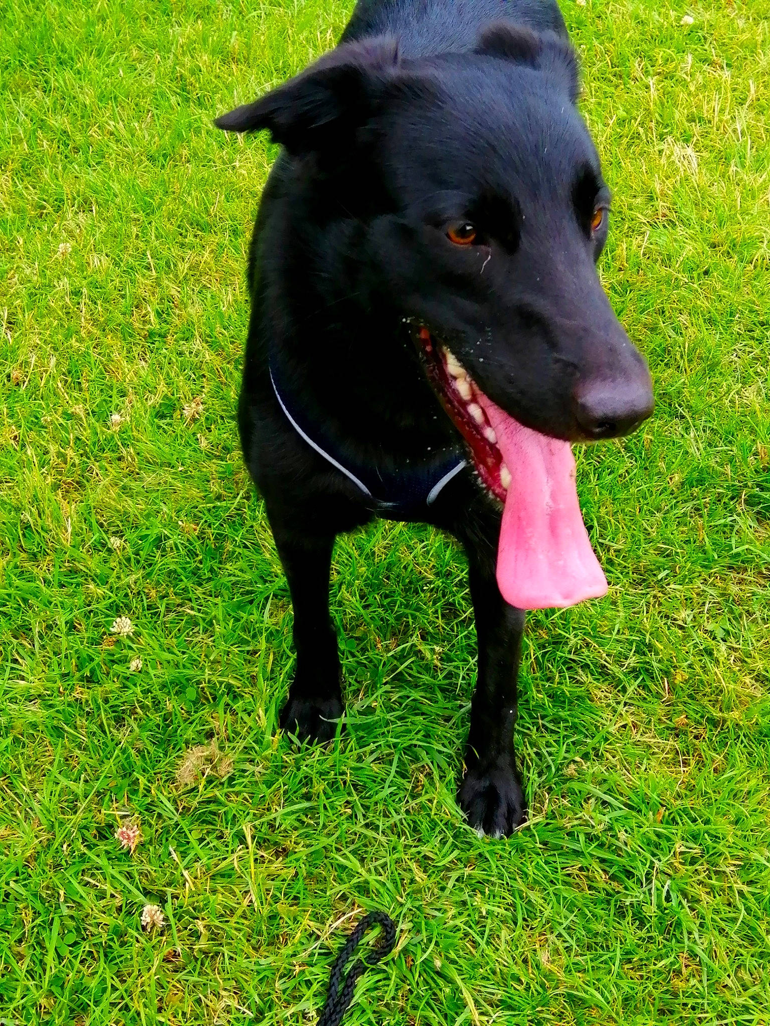 Willow is registered to the contest to win money with this photo: borador, canidae, carnivore, collar, companion_dog, dog, dog_breed, dog_collar, dog_sports, dog_supply, grass, guard_dog, personal_protective_equipment, pet_supply, plant, snout, sporting_group, tail, working_animal, working_dog