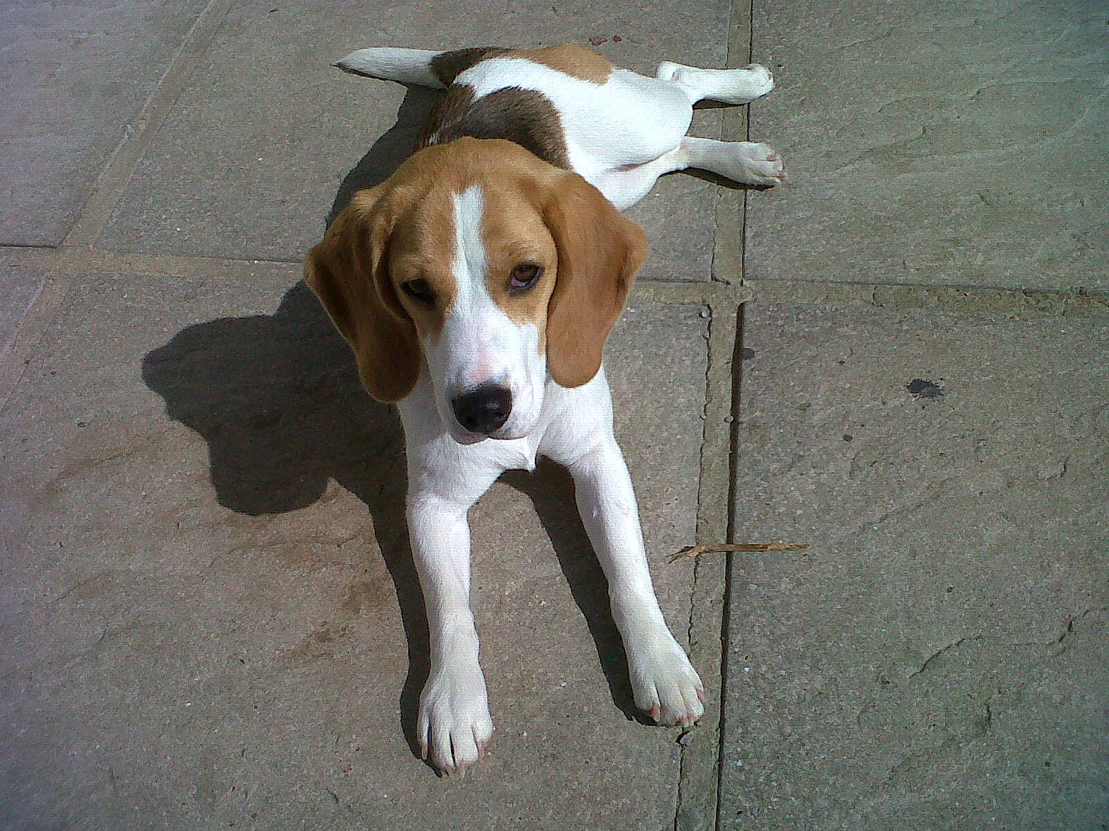 Rosie is registered to the contest to win money with this photo: beagle_harrier, canidae, carnivore, companion_dog, dog, dog_breed, fawn, hound, hunting_dog, scent_hound, snout, sporting_group, tail, working_animal