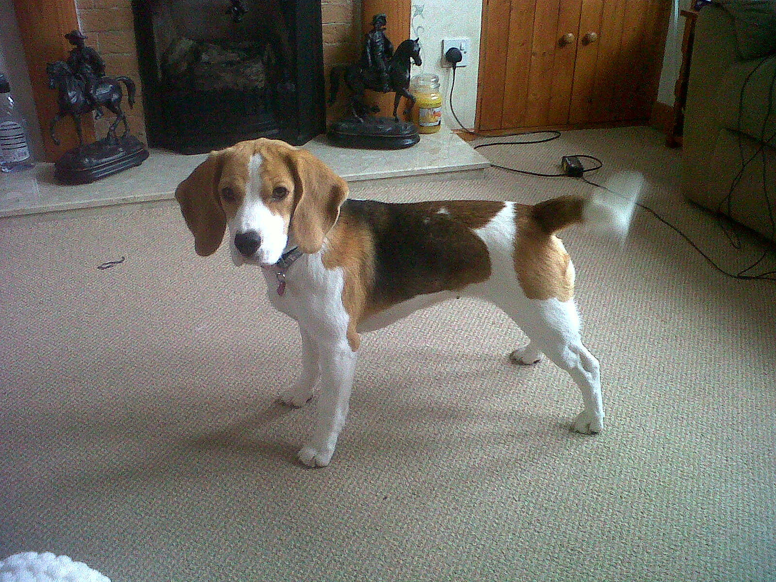 Rosie joined the competition — help win amazing prizes! beagle, beagle_harrier, cabinetry, canidae, carnivore, chest_of_drawers, companion_dog, dog, dog_breed, fawn, floor, flooring, hardwood, hound, hunting_dog, scent_hound, sporting_group, tail