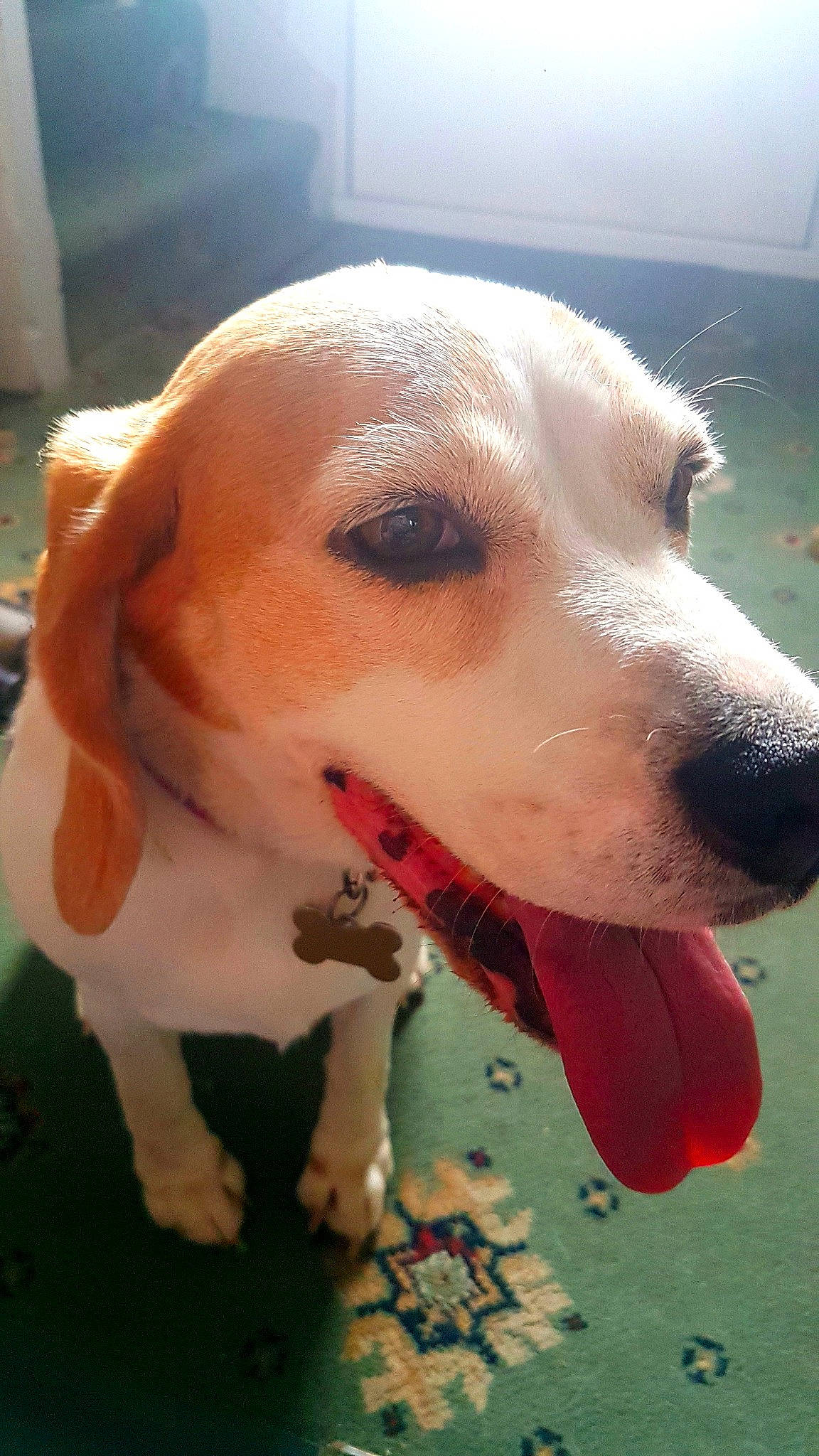 Rosie joined the competition — help win amazing prizes! canidae, carnivore, collar, companion_dog, dog, dog_breed, dog_collar, fawn, fur, non_sporting_group, paw, pet_supply, snout, sporting_group, water, whiskers, working_animal, working_dog