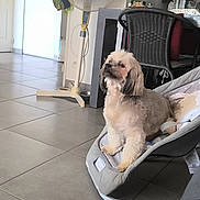 Gucci participe au concours pour gagner de l'argent avec cette photo : baby_rocker, casual, chair, cozy, cream_fur, dog, domestic_animal, fan, floor_tiles, furniture, gray_fur, home, household_items, indoor, living_room, pet, relaxed, tile_floor, water_bottle, wicker_chair