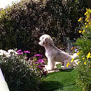 Gucci a rejoint le concours — aidez-le/la à gagner de superbes lots ! dog, white_dog, garden, flowers, yellow_flowers, purple_flowers, white_flowers, greenery, sunlight, outdoor, plants, shrubs, pet, nature, grass, sitting, daylight, calm, cute, animal
