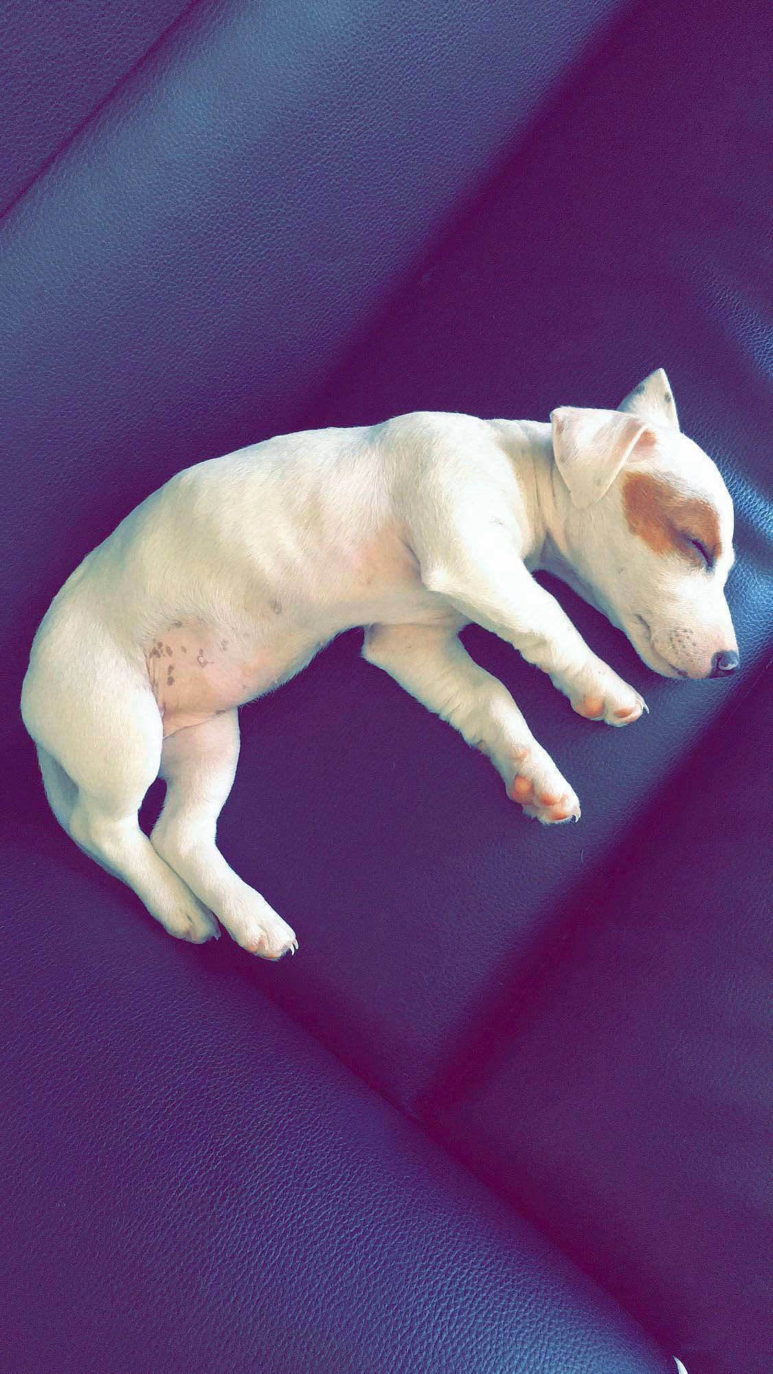 Amnésia participe au concours pour gagner de l'argent avec cette photo : canidae, carnivore, dog, dog_breed, dogo_argentino, dogo_guatemalteco, fawn, non_sporting_group, puppy, tail