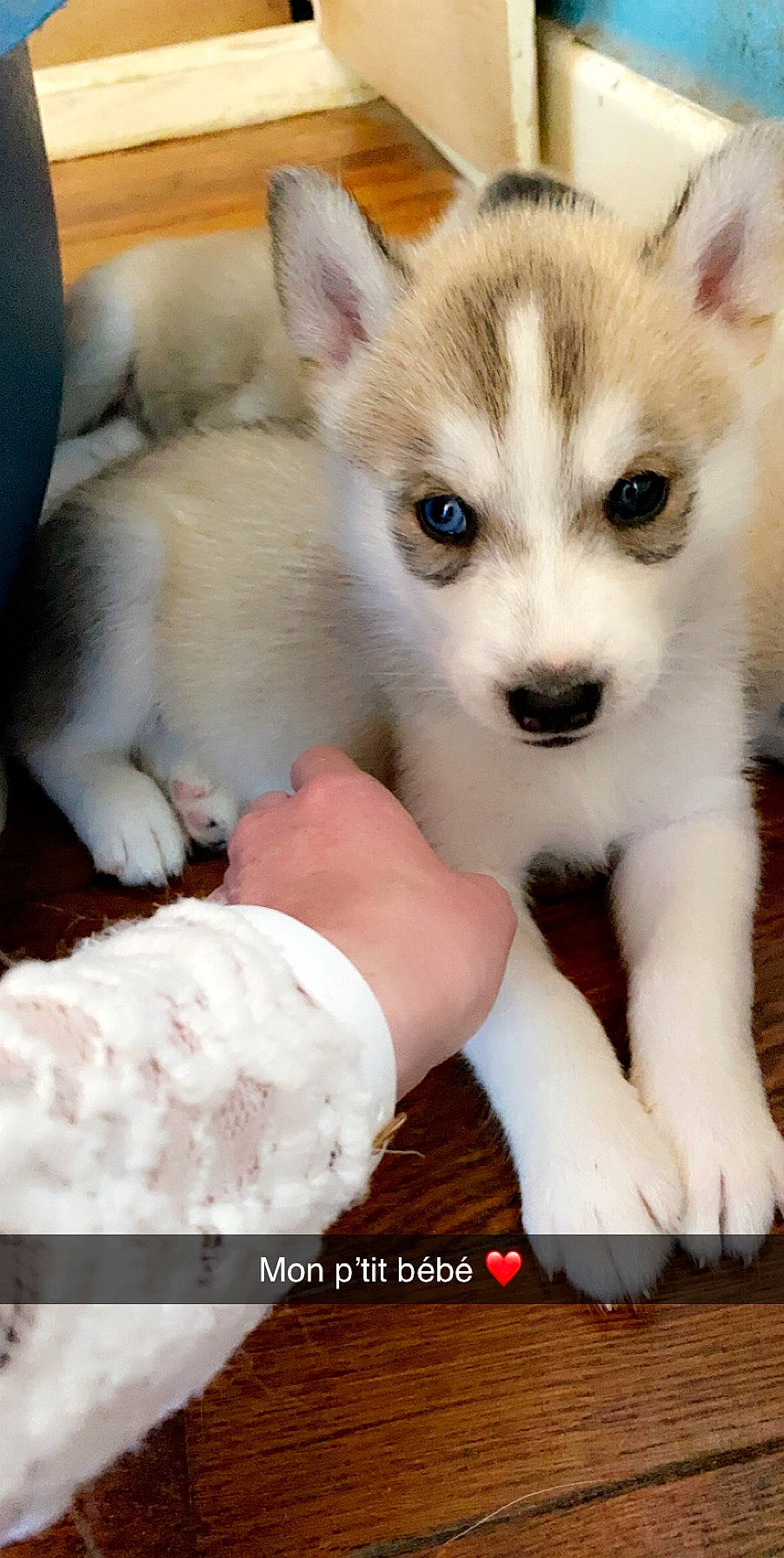 Oslo a rejoint le concours — aidez-le/la à gagner de superbes lots ! alaskan_klee_kai, alaskan_malamute, ancient_dog_breeds, canadian_eskimo_dog, canidae, carnivore, dog, dog_breed, labrador_husky, mammal, miniature_siberian_husky, northern_inuit_dog, puppy, sakhalin_husky, siberian_husky, sled_dog, snout, tamaskan_dog, vertebrate, wolfdog