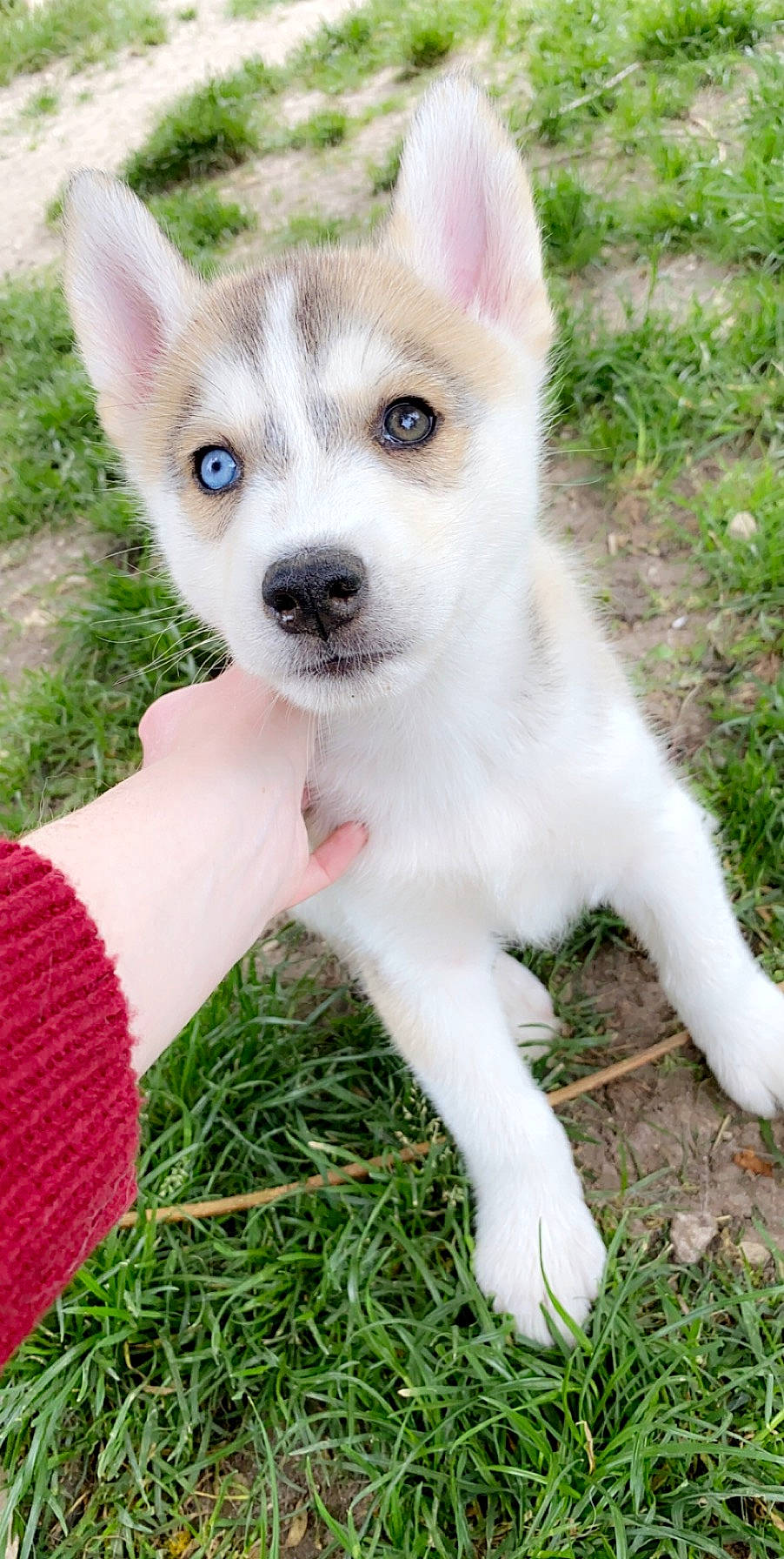 Oslo a rejoint le concours — aidez-le/la à gagner de superbes lots ! alaskan_klee_kai, ancient_dog_breeds, canadian_eskimo_dog, canidae, carnivore, dog, dog_breed, eye, grass, greenland_dog, labrador_husky, mammal, miniature_siberian_husky, puppy, sakhalin_husky, siberian_husky, sled_dog, tamaskan_dog, vertebrate, wolfdog