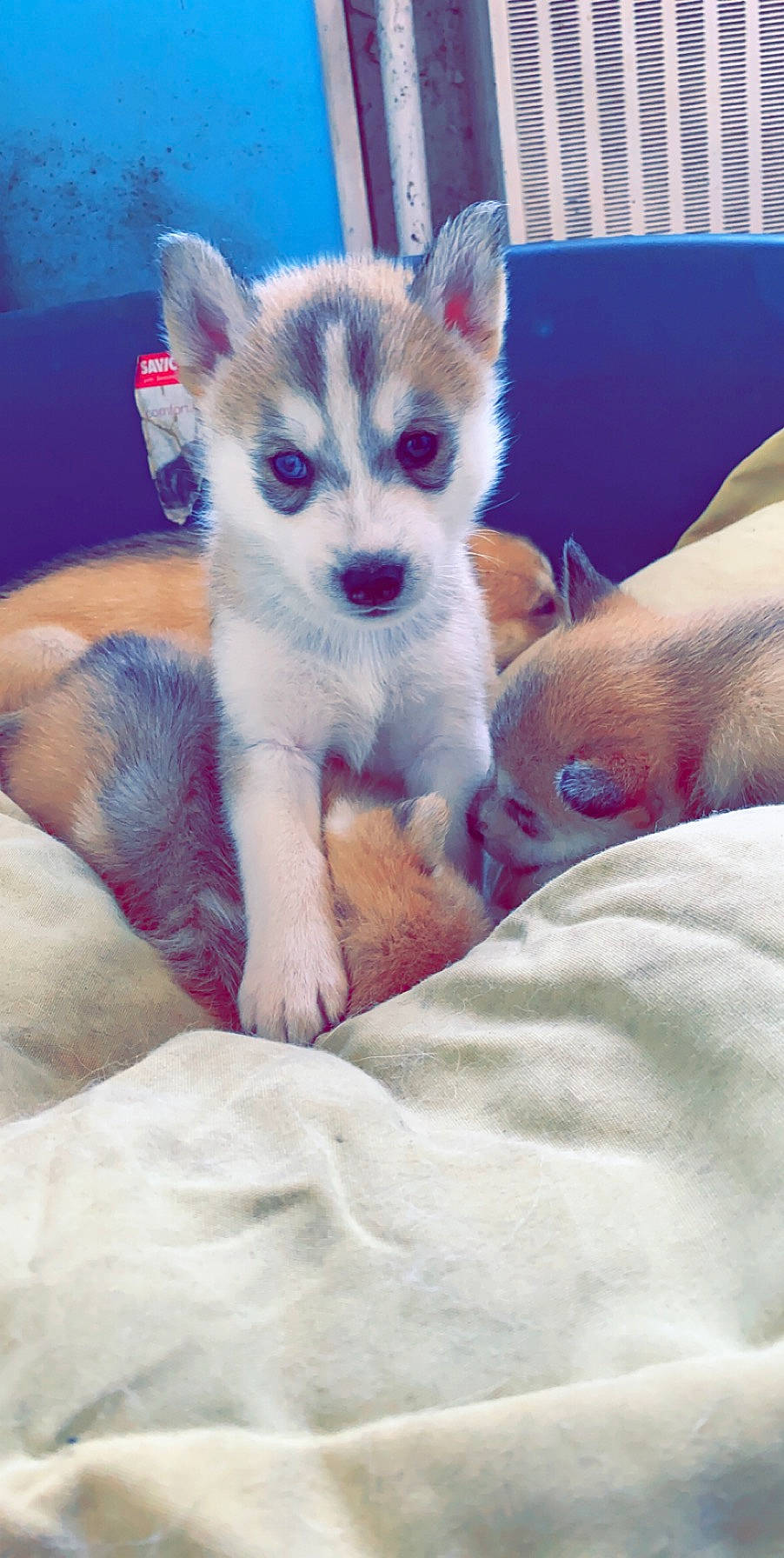 Oslo participe au concours pour gagner de l'argent avec cette photo : alaskan_klee_kai, alaskan_malamute, canadian_eskimo_dog, canidae, carnivore, czechoslovakian_wolfdog, dog, dog_breed, mammal, miniature_siberian_husky, northern_inuit_dog, puppy, rare_breed_dog, saarloos_wolfdog, sakhalin_husky, siberian_husky, sled_dog, tamaskan_dog, vertebrate, wolfdog