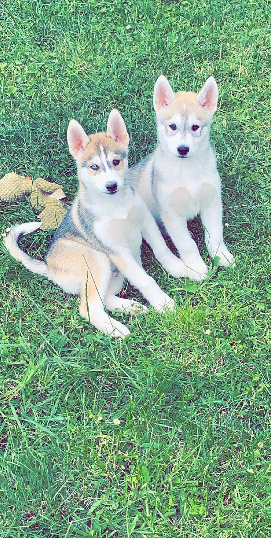 Oslo a rejoint le concours — aidez-le/la à gagner de superbes lots ! alaskan_klee_kai, canadian_eskimo_dog, canidae, carnivore, czechoslovakian_wolfdog, dog, dog_breed, grass, mammal, native_american_indian_dog, northern_inuit_dog, puppy, rare_breed_dog, saarloos_wolfdog, sakhalin_husky, siberian_husky, sled_dog, tamaskan_dog, vertebrate, wolfdog