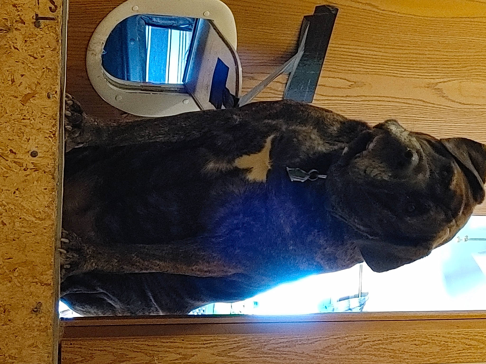 Missy joined the competition — help win amazing prizes! automotive_exterior, blue, electric_blue, fish, gadget, helmet, light, metal, personal_protective_equipment, rectangle, room, sculpture, space, square, tail, vehicle_door, visual_arts, wood