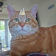 Kurt joined the competition — help win amazing prizes! cat, orange_tabby, green_eyes, unicorn_horn, indoor, blanket, feline, pet, cozy, relaxed, closeup, whiskers, ears, nose, fur, animal, domestic, cute, portrait, home