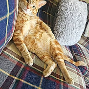 Kurt joined the competition — help win amazing prizes! animal, cat, cozy, cute, ears, feline, fluffy_pillow, fur, ginger_cat, home, indoor, knitted_blanket, living_room, pet, plaid_couch, relaxed, resting, sitting, tail, whiskers