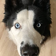 Vasco a rejoint le concours — aidez-le/la à gagner de superbes lots ! animal, black_and_white, blue_eyes, border_collie, canine, close_up, dog, domestic_animal, ears, face, floor, friendly, fur, happy, indoor, looking_up, pet, smiling, snout, teeth