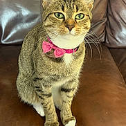 Versace Marie Ann is registered to the contest to win money with this photo: alert, animal, brown, cat, close_up, collar, cute, domestic_cat, feline, fur, green_eyes, indoor, leather_couch, paws, pet, pink_bow_tie, portrait, sitting, tabby, whiskers