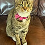 alert, animal, brown, cat, close_up, collar, cute, domestic_cat, feline, fur, green_eyes, indoor, leather_couch, paws, pet, pink_bow_tie, portrait, sitting, tabby, whiskers