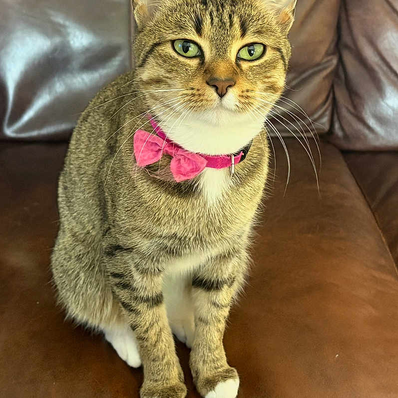 Versace Marie Ann is registered to the contest to win money with this photo: alert, animal, brown, cat, close_up, collar, cute, domestic_cat, feline, fur, green_eyes, indoor, leather_couch, paws, pet, pink_bow_tie, portrait, sitting, tabby, whiskers