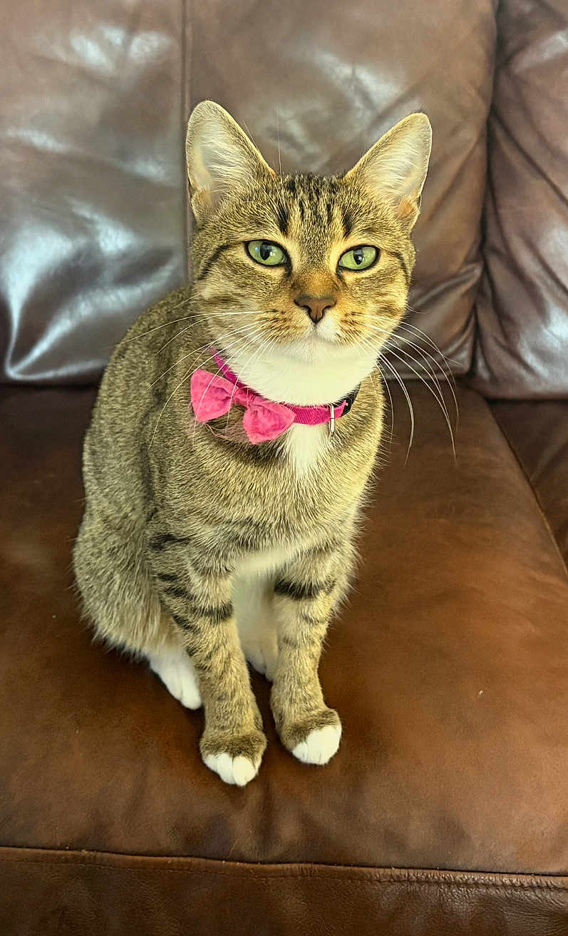Versace Marie Ann is registered to the contest to win money with this photo: alert, animal, brown, cat, close_up, collar, cute, domestic_cat, feline, fur, green_eyes, indoor, leather_couch, paws, pet, pink_bow_tie, portrait, sitting, tabby, whiskers