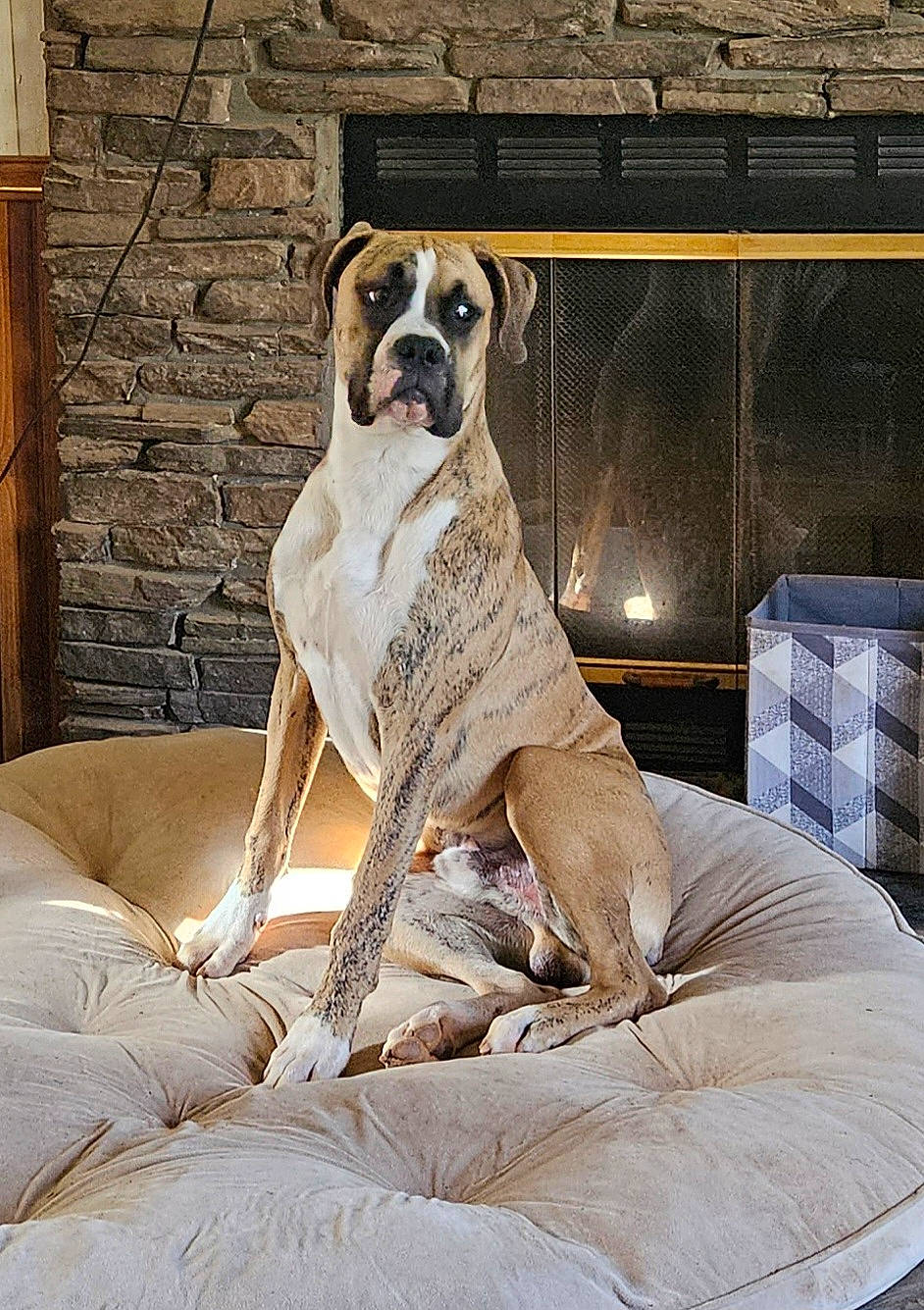Tigger joined the competition — help win amazing prizes! animal_shelter, art, boxer, canidae, carnivore, collar, comfort, companion_dog, dog, dog_breed, dog_collar, dog_supply, fawn, fur, mesh, pet_supply, snout, sporting_group, wood, working_animal