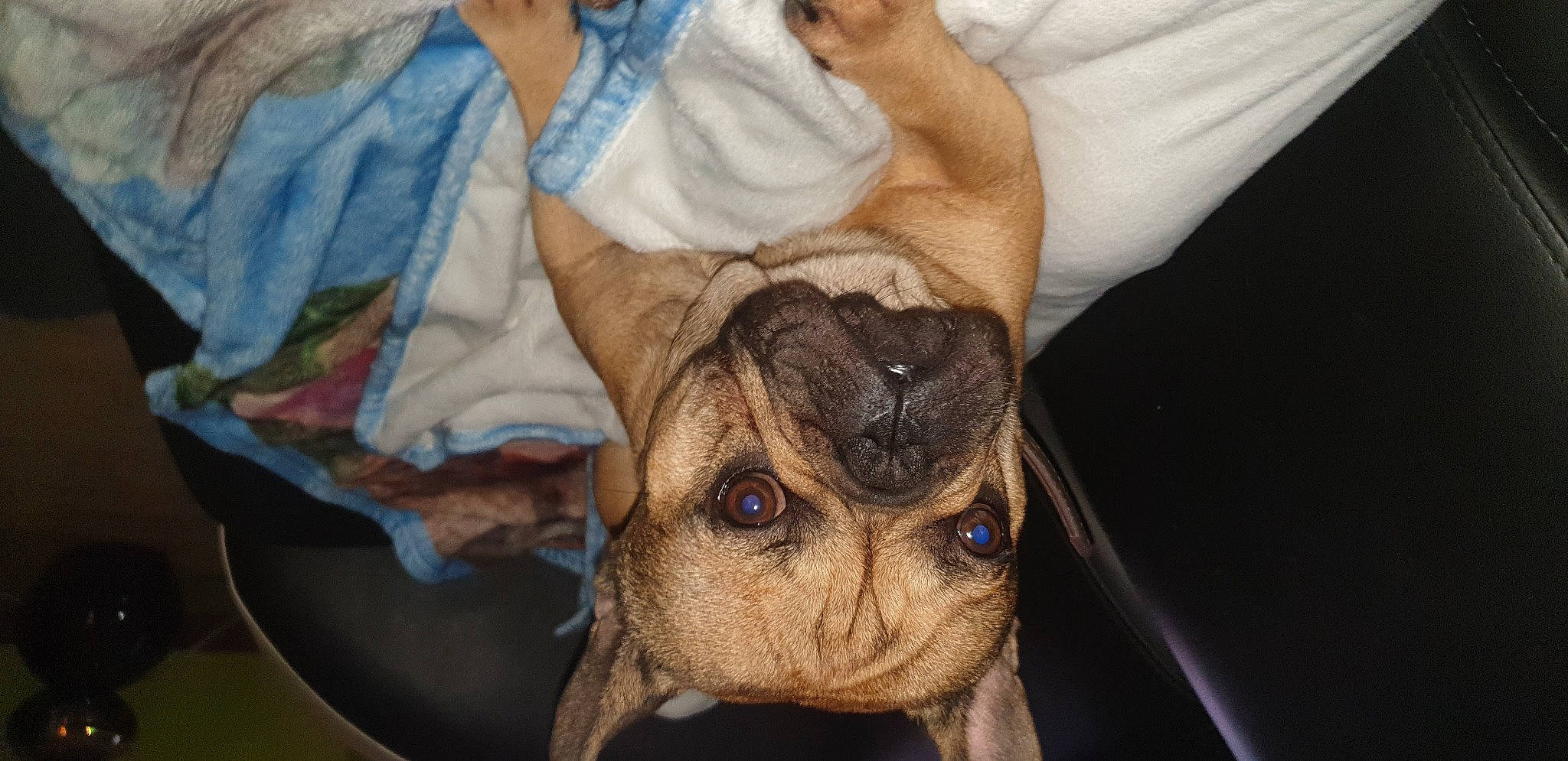 Pluto participe au concours pour gagner de l'argent avec cette photo : carnivore, comfort, companion_dog, dog, dog_breed, ear, fawn, fur, gesture, hand, jaw, linens, skin, snout, sporting_group, toy_dog, whiskers, working_animal, wrinkle, wrist