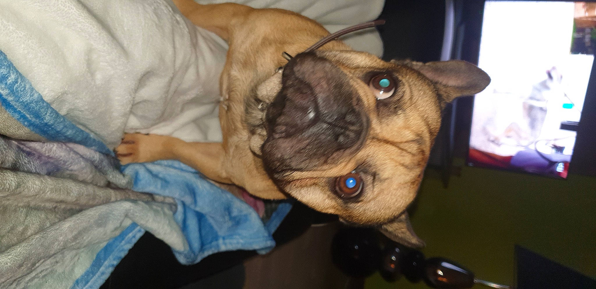 Pluto participe au concours pour gagner de l'argent avec cette photo : canidae, carnivore, collar, companion_dog, dog, dog_breed, dog_collar, ear, fawn, fur, jaw, non_sporting_group, pug, snout, sporting_group, whiskers, working_animal, wrinkle