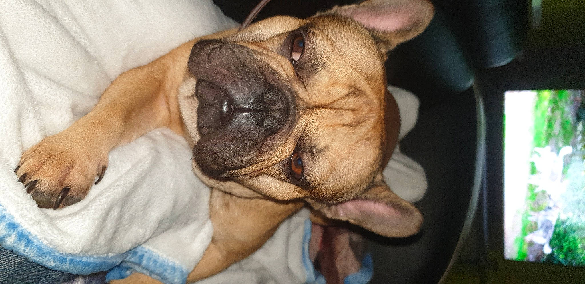 Pluto a rejoint le concours — aidez-le/la à gagner de superbes lots ! bored, bulldog, canidae, carnivore, comfort, companion_dog, dog, dog_breed, ear, fawn, non_sporting_group, pug, puppy, snout, sporting_group, terrestrial_animal, toy_dog, whiskers, working_animal, wrinkle