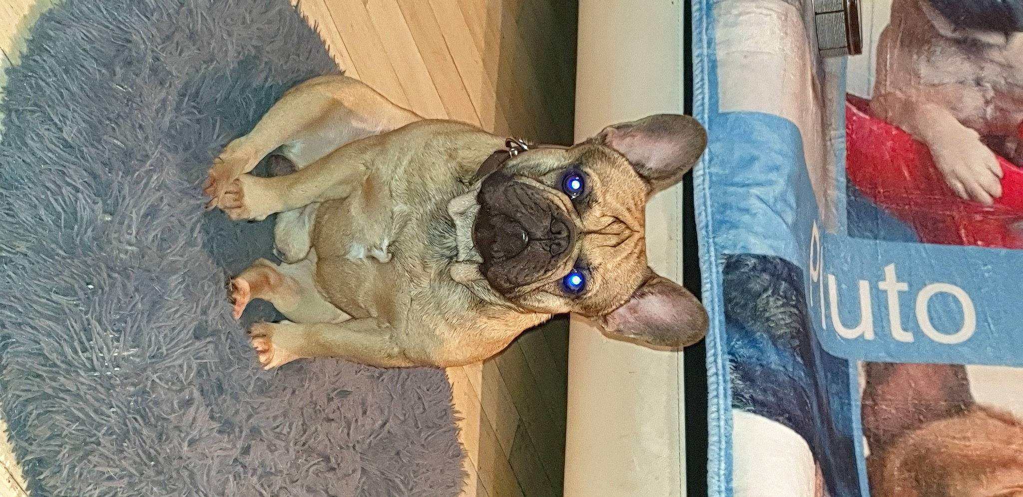 Pluto participe au concours pour gagner de l'argent avec cette photo : ancient_dog_breeds, canidae, carnivore, collar, companion_dog, dog, dog_breed, dog_collar, fawn, foot, liver, mexican_hairless_dog, non_sporting_group, snout, sporting_group, terrestrial_animal, working_animal, working_dog, wrinkle