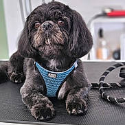 Scott a rejoint le concours — aidez-le/la à gagner de superbes lots ! animal, background_blur, black_fur, blue_harness, close_up, companion, cute, dog, domestic, ears, fluffy, four_legs, furniture, indoor, leash, lying_down, pet, portrait, rope, snout