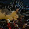 Milo is registered to the contest to win money with this photo: animal, bed, bedding, blanket, cat, closed_eyes, cozy, ears, fluffy, gray_and_white, indoors, kitten, long_hair, nap, paws, pet, resting, sleeping, superhero_pattern, whiskers